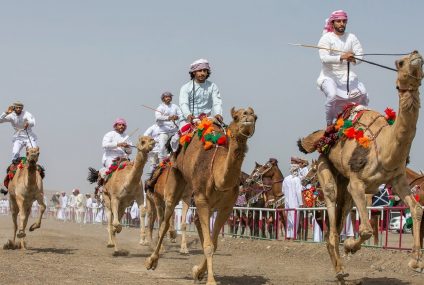 En Arabie saoudite, un “hôtel” de luxe pour chameaux