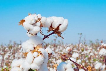 Campagne cotonnière 2022-2023 : hausse des prix de vente du coton au Togo