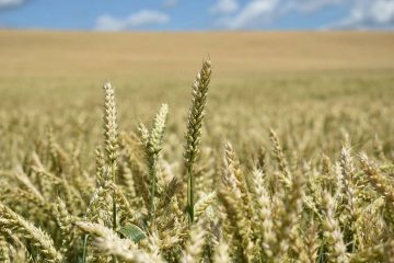 Les stratégies de l’Algérie et du Maroc face à l’augmentation du prix du blé