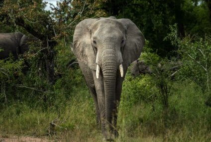 Zimbabwe: campagne du gouvernement pour lever l’embargo international sur la vente d’ivoire