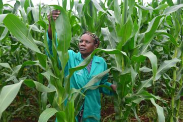 Agriculture: Révolution Verte, la Bad au Chevet de l’Afrique