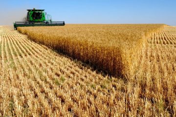 Le Zimbabwe, futur exportateur de blé?
