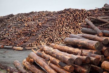 Marché intérieur du bois: Les responsables des exécutifs communaux sensibilisés à Bertoua au Cameroun