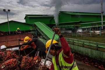 Le Gabon projette produire 129 312 tonnes d’huile de palme en 2024 contre 70 300 tonnes en 2020 (+84%)