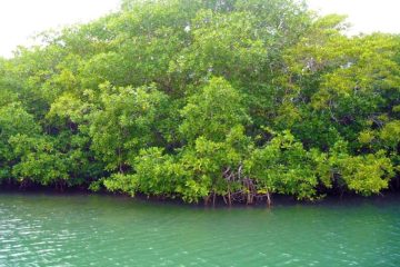 Douala : 31% de mangrove perdue en 5 ans