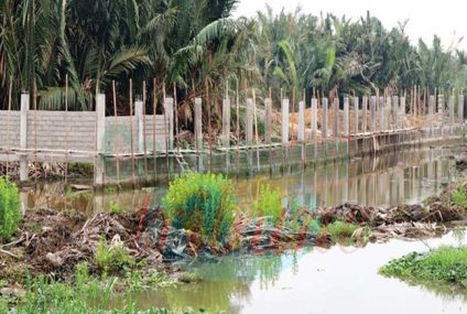 Destruction de la mangrove : Le gouvernement pris dans l’étau de la pression foncière