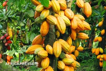 La Côte d’Ivoire en avance sur la nouvelle loi de l’UE sur les importations de cacao