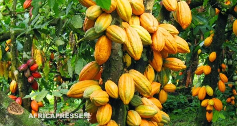 La Côte d’Ivoire se mobilise pour garantir la traçabilité de sa production et prépare activement sa transition vers un cacao durable pour satisfaire l’UE