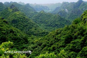 COP28: le Congo-B bénéficie d’un fonds initial de 50 millions de dollars pour protéger la forêt