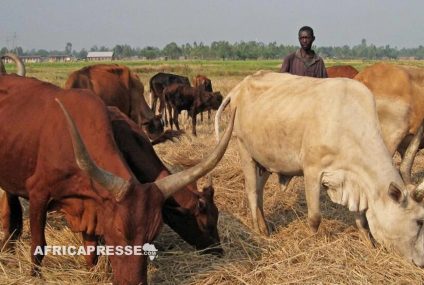 Au Burundi, la colère de paysans dépourvus de l’engrais qu’ils ont payés d’avance