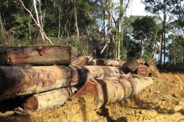 Cameroun: la filière du bois en grève contre de nouvelles taxes à l’exportation