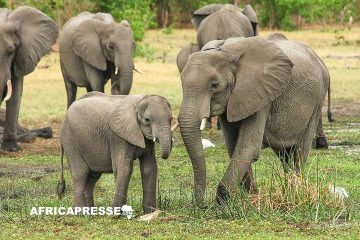 Le Cameroun et le Nigéria unissent leurs forces pour protéger la faune transfrontalière