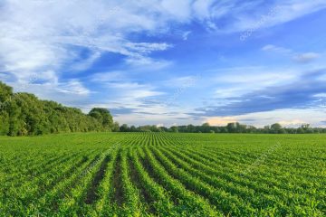Agriculture : 250 000 hectares de terres aménagées au Gabon pour des investisseurs agricoles