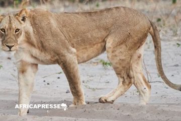 Réapparition d’une espèce de lion éteinte depuis 2004 dans le parc national de Sena Oura au Tchad
