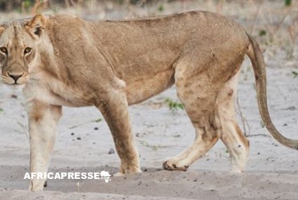 Réapparition d’une espèce de lion éteinte depuis 2004 dans le parc national de Sena Oura au Tchad
