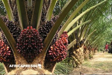 Le Nigeria parmi les cinq plus grands producteurs d’huile de palme dans le monde