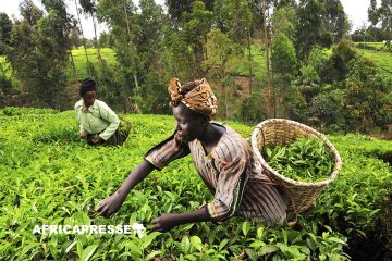 Deux géants du thé perdent leur certification “Durable” suite à des accusations d’abus sexuels au Kenya