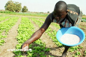 Togo : Adoption d’une déclaration sur les engrais par 17 pays d’Afrique pour transformer l’agriculture