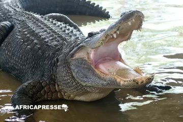 Un alligator repéré avec des restes humains dans la bouche en Floride