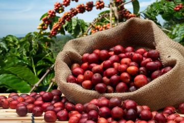 Le Kenya vise à revitaliser la production de café malgré les obstacles