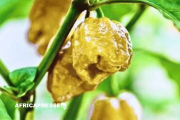 Pepper X : Le nouveau roi des piments le plus fort du monde [Video]