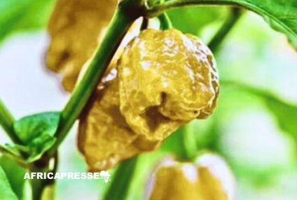 Pepper X : Le nouveau roi des piments le plus fort du monde [Video]