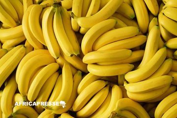 Economie circulaire en Ouganda : transformer les déchets de banane en opportunités