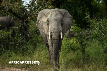 Zimbabwe : au moins 100 éléphants morts par manque d’eau