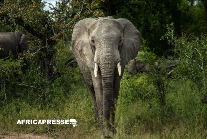 Le Botswana propose un don massif de 20.000 d’éléphants à l’Allemagne pour faire face à la surpopulation