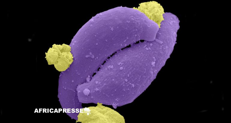 Le plasmodium (violet) est un protozoaire parasite responsable du paludisme