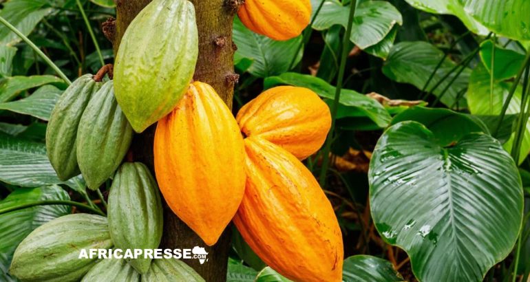 Au Cameroun, le prix du cacao atteint des sommets inédits, plus de 5 dollars le kilogramme pour les producteurs