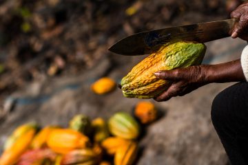Cacao : pourquoi les planteurs du Cameroun gagnent 3 fois plus que leurs frères de Côte d’Ivoire