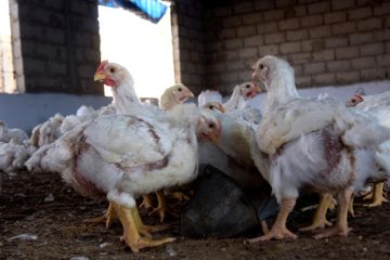 Burkina faso: un nouveau foyer de grippe aviaire signalé