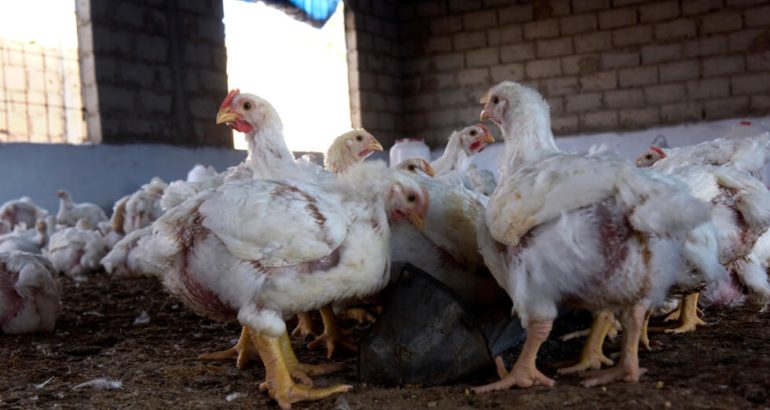 Burkina faso: un nouveau foyer de grippe aviaire signalé