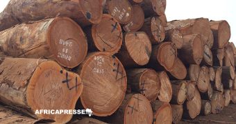 La CEMAC et la RDC s’engagent à interdire l’exportation de bois brut d’ici 2028