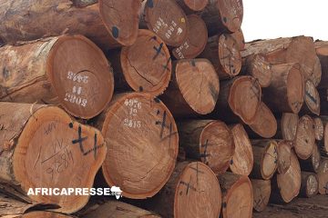La CEMAC et la RDC s’engagent à interdire l’exportation de bois brut d’ici 2028