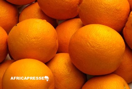 Égypte : Les exportations d’oranges vers l’Asie affectées par les attaques houthis en mer Rouge