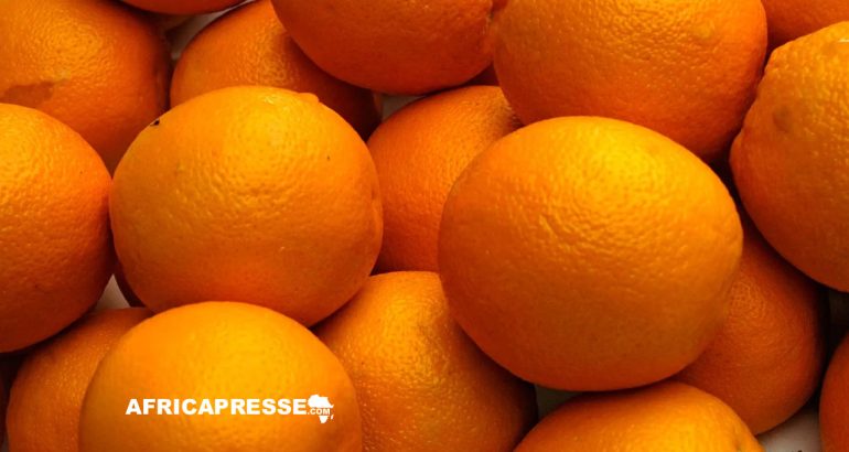 Égypte : Les exportations d’oranges vers l’Asie affectées par les attaques houthis en mer Rouge