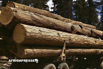 Cameroun : Interdiction à l’exportation de 76 essences de bois pour stimuler la transformation sur place