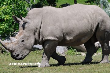 Afrique du Sud : des cornes de rhinocéros radioactives pour lutter contre le braconnage
