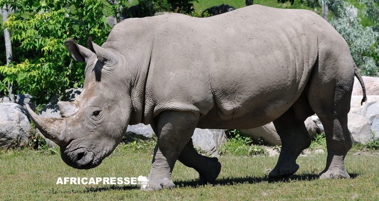 Afrique du Sud : des cornes de rhinocéros radioactives pour lutter contre le braconnage