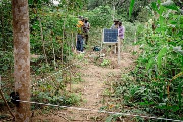 Gabon : Les barrières électriques sauvent les plantations des attaques d’éléphants