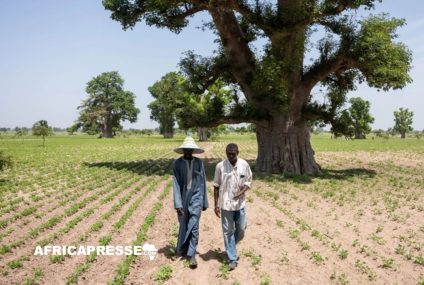 La renaissance verte de l’Afrique : Des paysages désertiques révitalisés par le couvert forestier