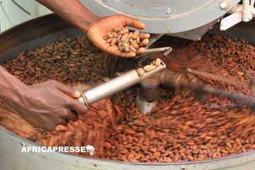 Marché du cacao : un ratio stocks/broyages au plus bas depuis 50 ans, selon l’Icco