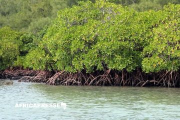 Le Mozambique lance un projet ambitieux pour restaurer ses mangroves et lutter contre le changement climatique