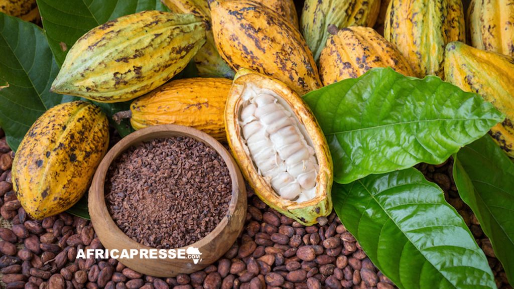 Cacao 2