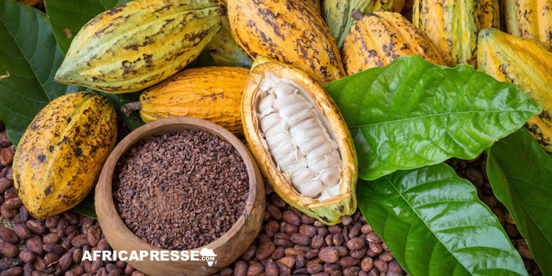 Récolte de Cacao en Côte d’Ivoire : Vers une croissance de 25 % grâce à des conditions météo favorables