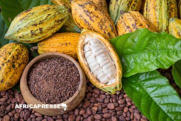 Récolte de Cacao en Côte d’Ivoire : Vers une croissance de 25 % grâce à des conditions météo favorables