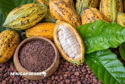 Récolte de Cacao en Côte d’Ivoire : Vers une croissance de 25 % grâce à des conditions météo favorables