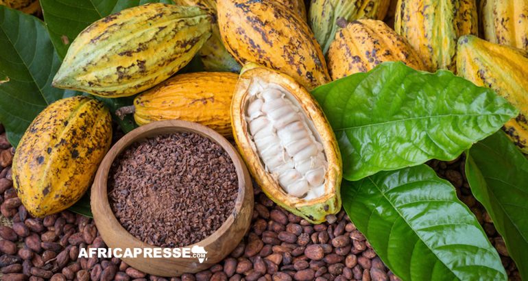 Récolte de Cacao en Côte d’Ivoire : Vers une croissance de 25 % grâce à des conditions météo favorables